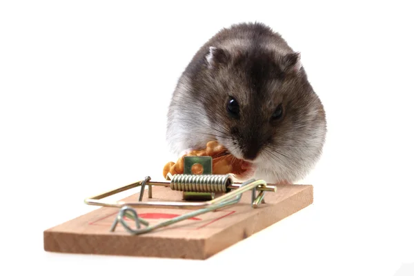 Džungarská myš v past na myši — Stock fotografie