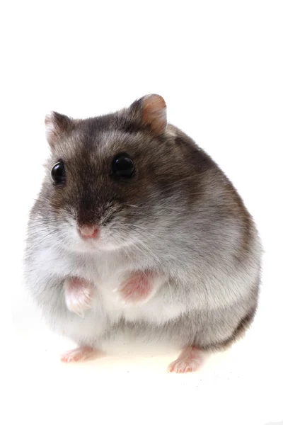 Small dzungarian mouse — Stock Photo, Image