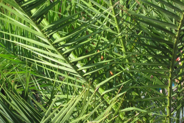 Palm leaf bakgrund — Stockfoto