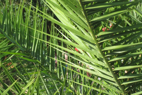 Palm leaf bakgrund — Stockfoto