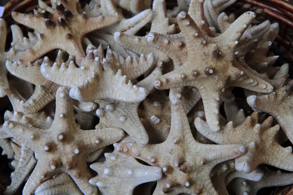 Star fishes background — Stock Photo, Image