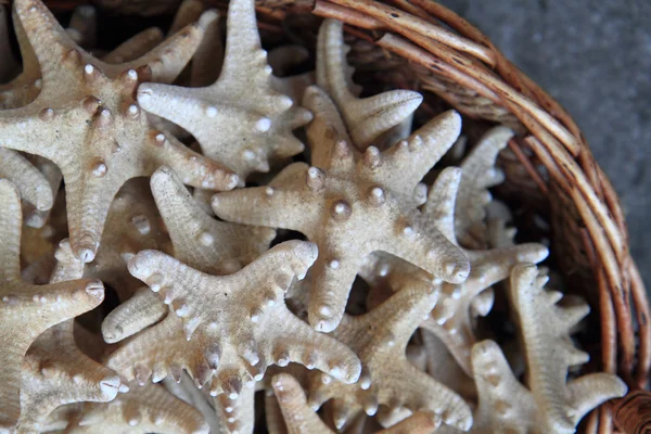 Estrela peixes fundo — Fotografia de Stock