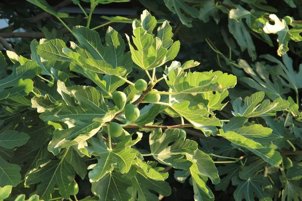 天然无花果植物 — 图库照片