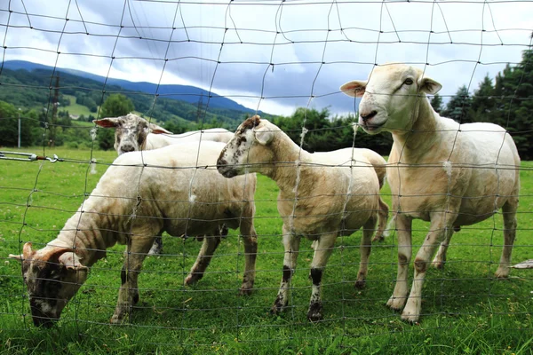 小さな家の農場の羊 — ストック写真