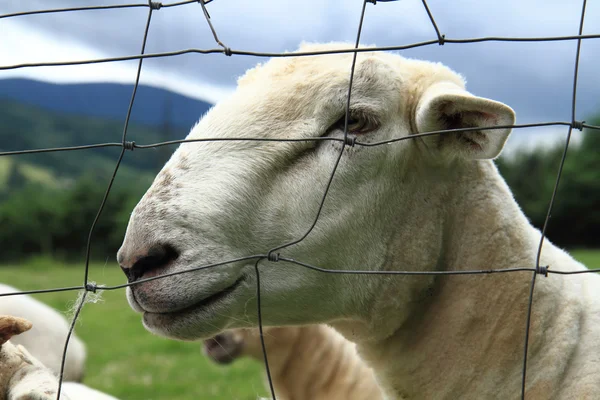 Owce z małe gospodarstwa domowego — Zdjęcie stockowe