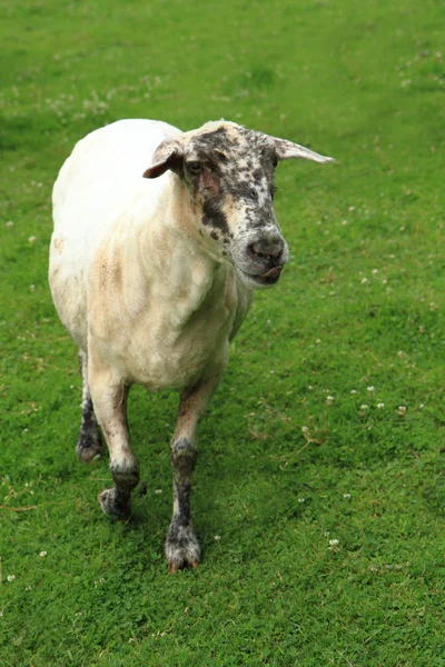 Ovejas de la pequeña granja en casa —  Fotos de Stock