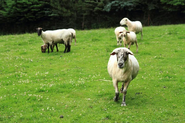 小さな家の農場の羊 — ストック写真