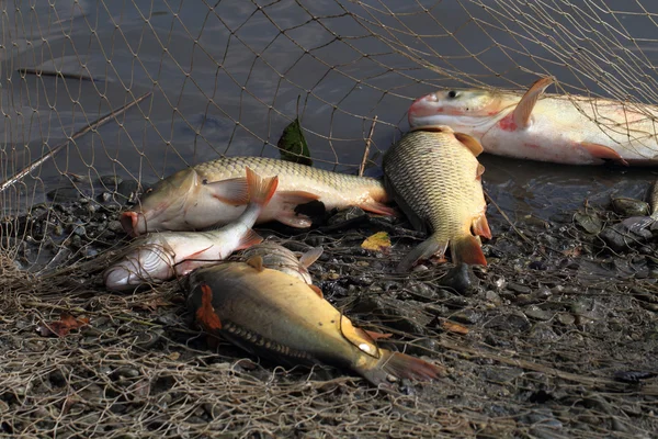 鯉魚の長距離 — ストック写真