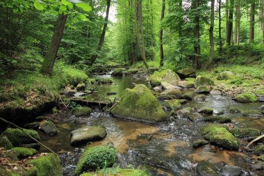 Bahar ormanındaki nehir 