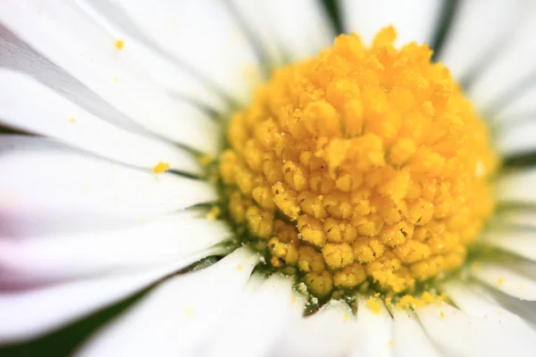 detail of daisy flower