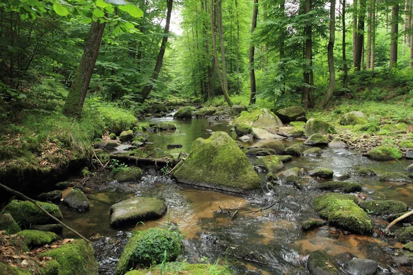 River in the spring forest — Stock Photo, Image