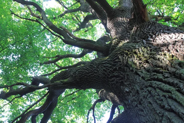 오래 된 오크 나무 — 스톡 사진