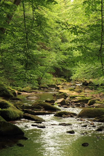 River in the spring forest — Stock Photo, Image