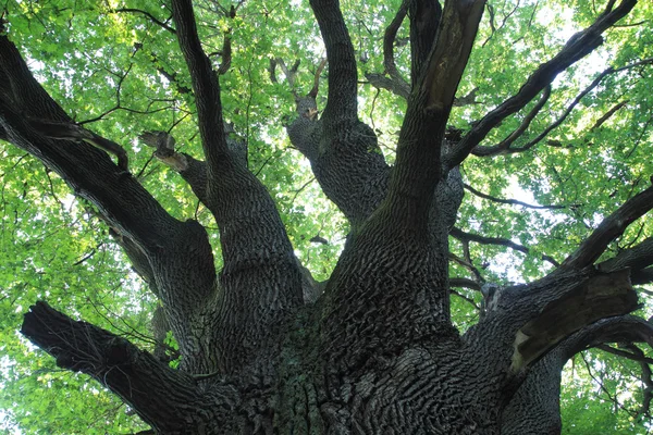 오래 된 오크 나무 — 스톡 사진