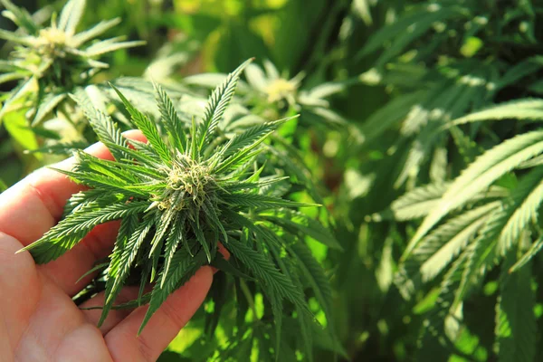 Zelený marihuanu rostlin — Stock fotografie