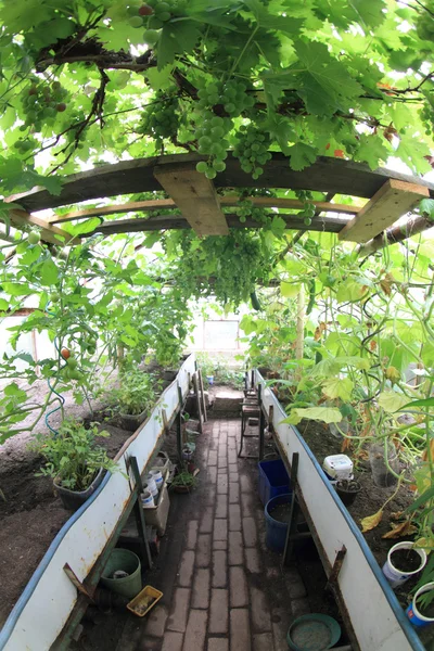 緑色のブドウの温室 — ストック写真