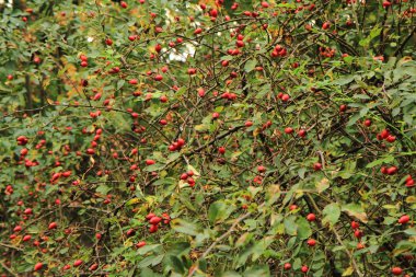 Rose hips bitki