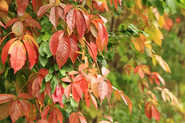 Фон осіннього кольору листя — стокове фото