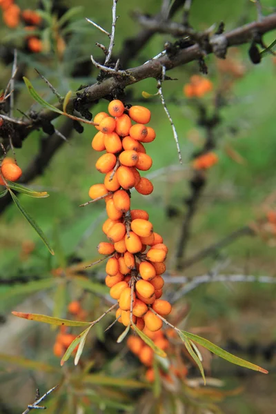 Θάλασσα buckthorn φυτών — Φωτογραφία Αρχείου