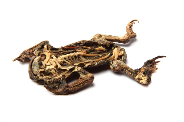 Dead frog isolerade — Stockfoto