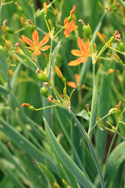 BlackBerry Lily çiçek bahçesinde — Stok fotoğraf