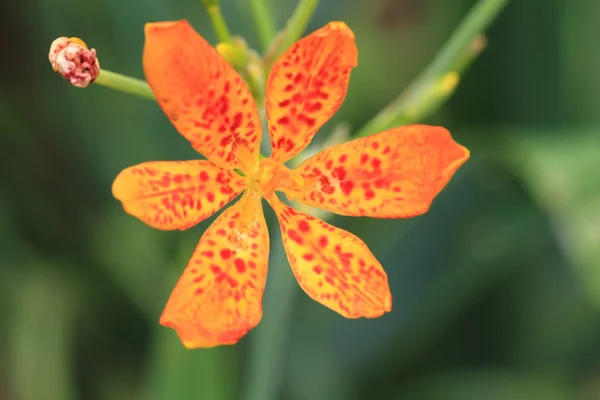 Blackberry Lily flower in garden — Stock Photo, Image