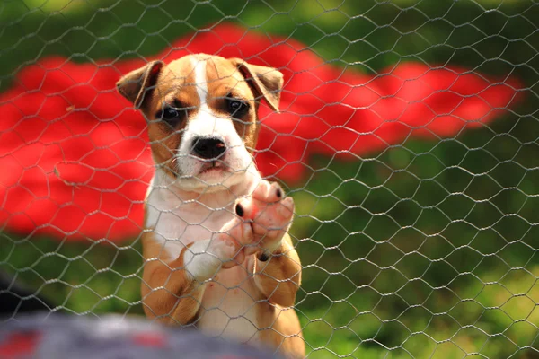 Pit bull terrier americano — Foto Stock