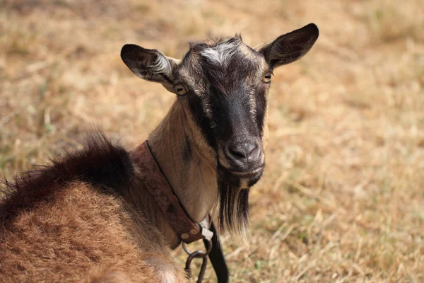 Young brown goat — Stock Photo, Image