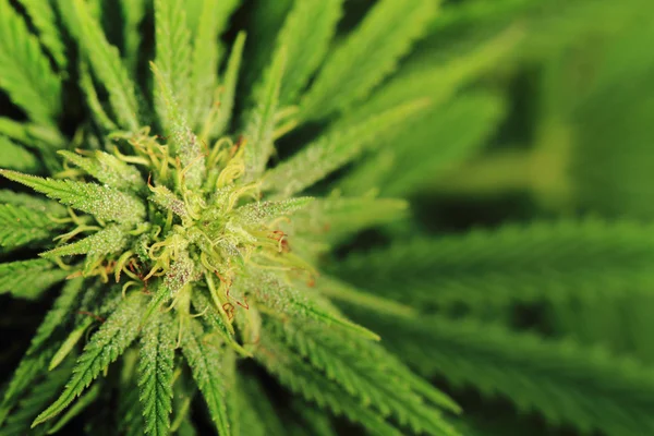 Planta de cannabis (maconha ) — Fotografia de Stock