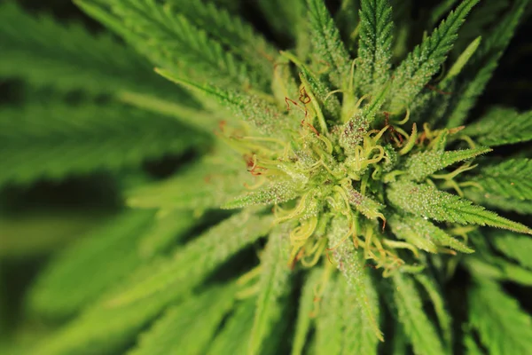 Cannabis-Pflanze (Marihuana) — Stockfoto