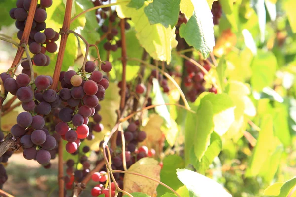 Uvas vermelhas frescas — Fotografia de Stock