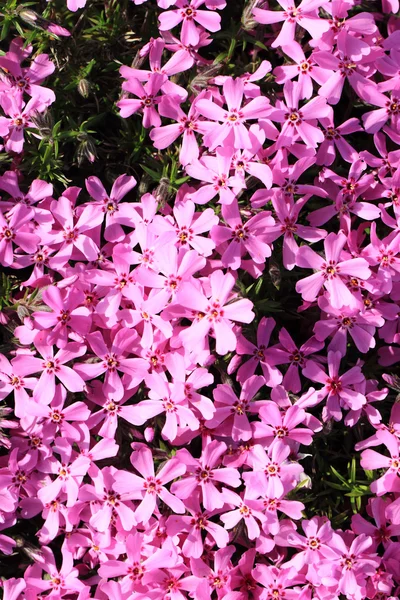 Violet flowers background — Stock Photo, Image