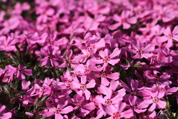 Violette bloemen achtergrond — Stockfoto