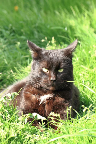 Chat noir dans l'herbe verte — Photo