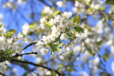 elma çiçekleri arka plan