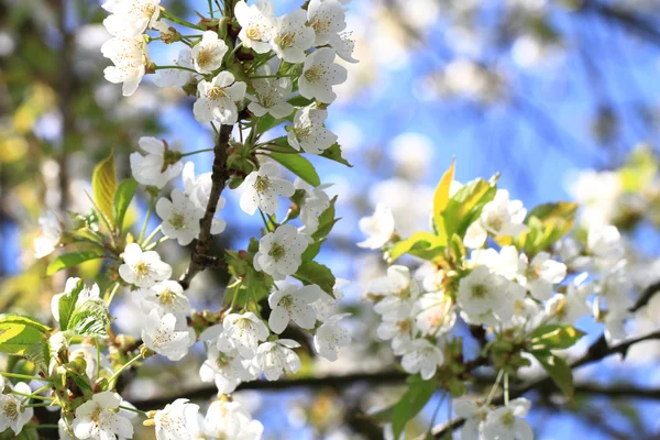 Pomme fleurs fond — Photo