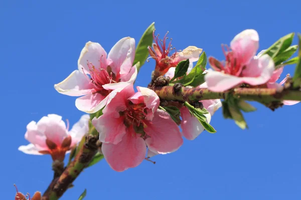 Detalj av persika blomma — Stockfoto