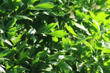 selâmotu bitki arka plan