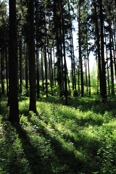Floresta escura verde — Fotografia de Stock
