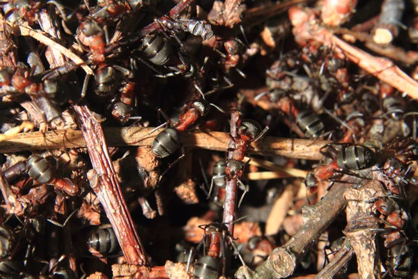 Detalle del hormiguero forestal — Foto de Stock