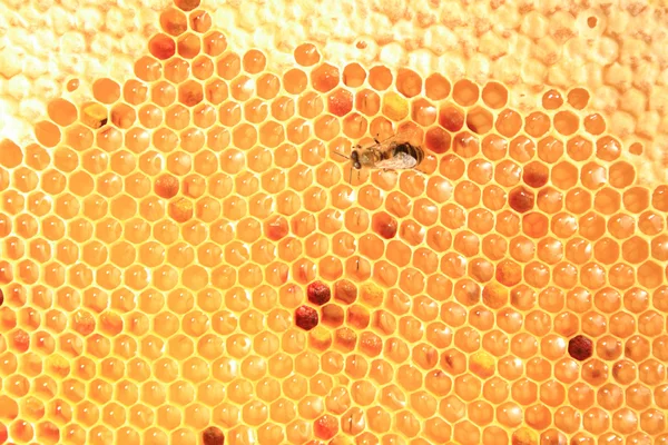 Miel en el fondo de las células de cera — Foto de Stock