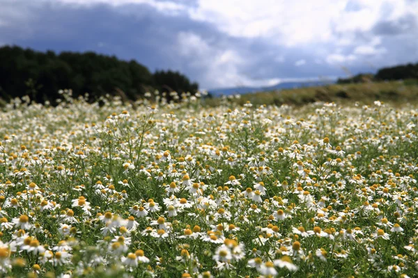 Camomile field and blue sky — Stock Photo, Image