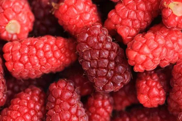 Frische Himbeeren im Hintergrund — Stockfoto