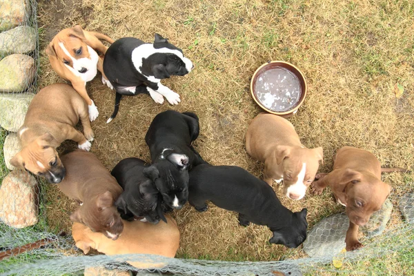 American Pit Bull Terrier perros — Foto de Stock