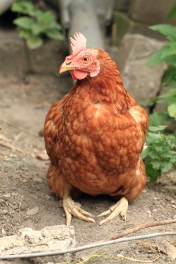 Genç kırmızı tavuk
