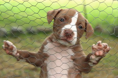 American Pit Bull Terrier puppy clipart
