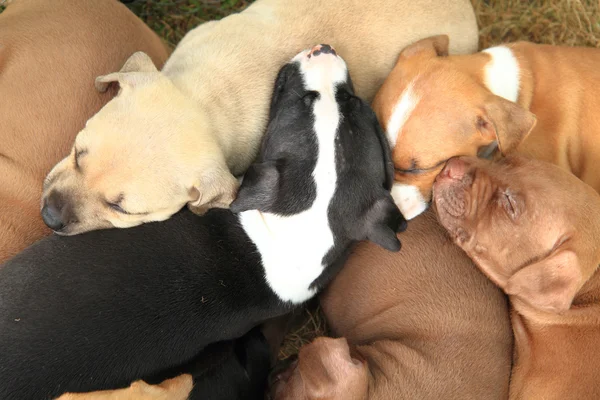 Amerikaanse Terriër van de stier van de kuil honden — Stockfoto