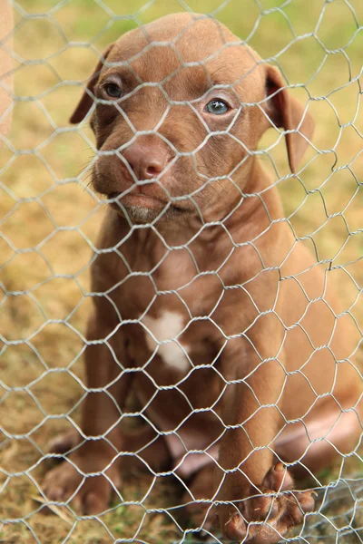 Amerikalı çukur boğa korkunç köpek yavrusu — Stok fotoğraf