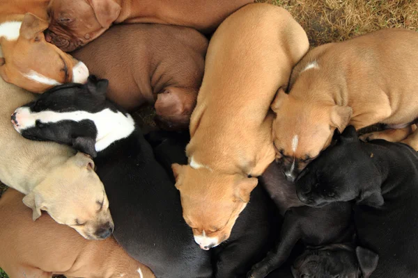 American Pit Bull Terrier cães — Fotografia de Stock