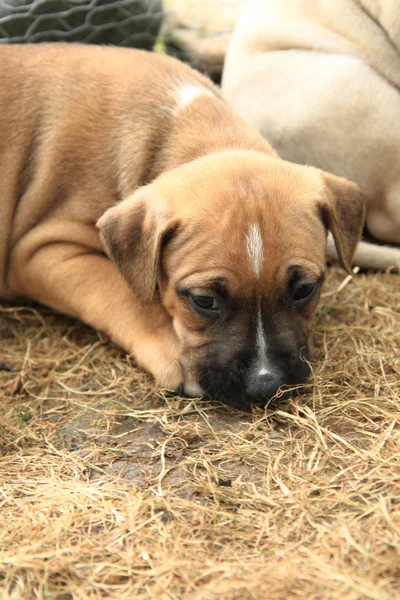 Amerikalı çukur boğa korkunç köpek yavrusu — Stok fotoğraf